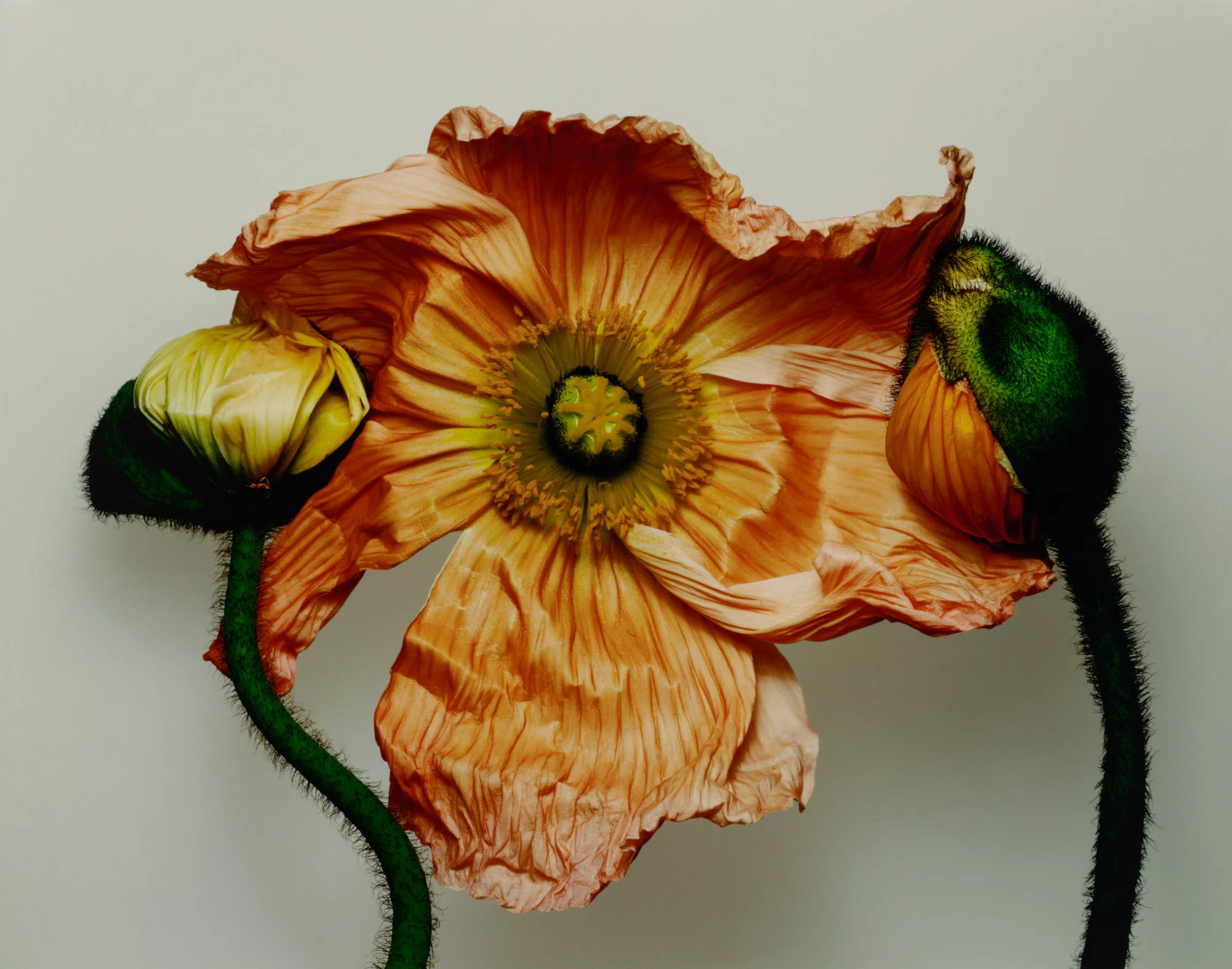 Irving Penn at Pace Gallery – Art and Cake